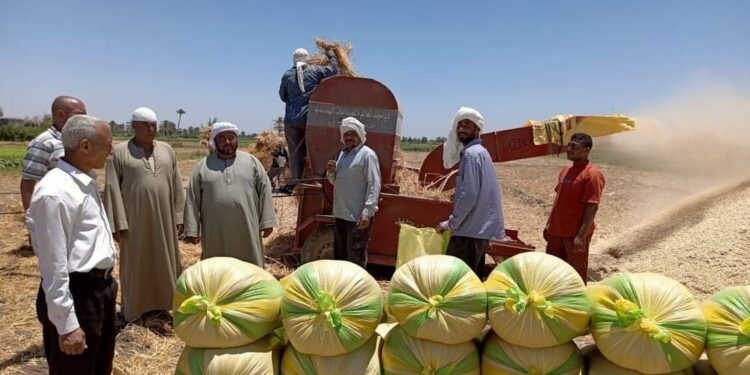 وكلاء وزارتي الزراعة والتموين ورئيس المركز في متابعه ميدانية لأعمال رصد وتوريد محصول القمح بابشواي