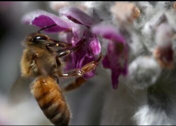إدراج النحل ضمن قائمة الحيوانات المهددة بالانقراض في الولايات المتحدة