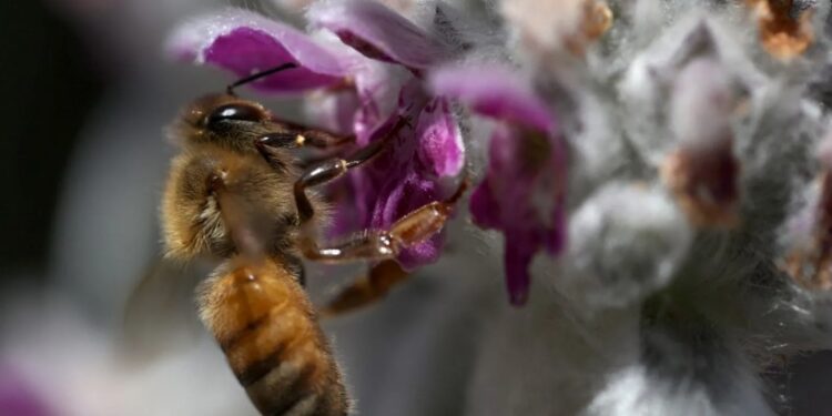 إدراج النحل ضمن قائمة الحيوانات المهددة بالانقراض في الولايات المتحدة