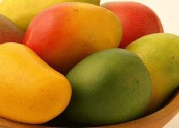 المانجو وفوائده لصحة الإنسان 