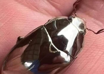 10 الاف جنيه سعر خنفساء نادرة