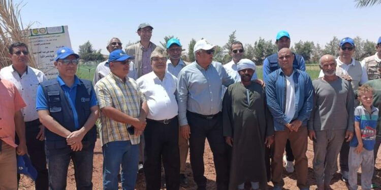 الزراعة: بحوث الصحراء ينفذ 75 مدرسة حقلية في الوادي الجديد بالتعاون مع الفاو