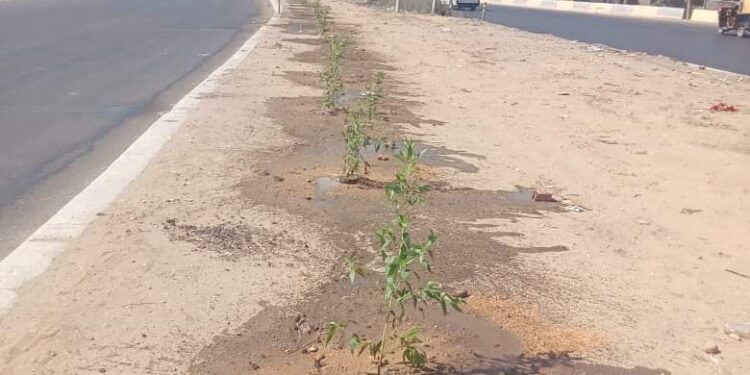 الغربية تزرع 1238 شجرة مثمرة وغير مثمرة في الطرق العامة