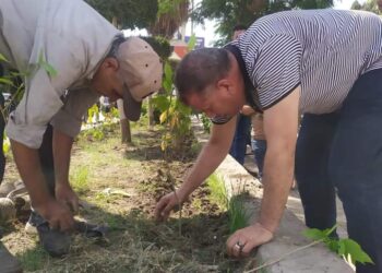 داوود ينفذ مبادرة الرئيس بزراعة 100 مليون شجرة