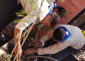 الشباب والرياضة بالغربية تنفذ مشروع زراعة الشجر