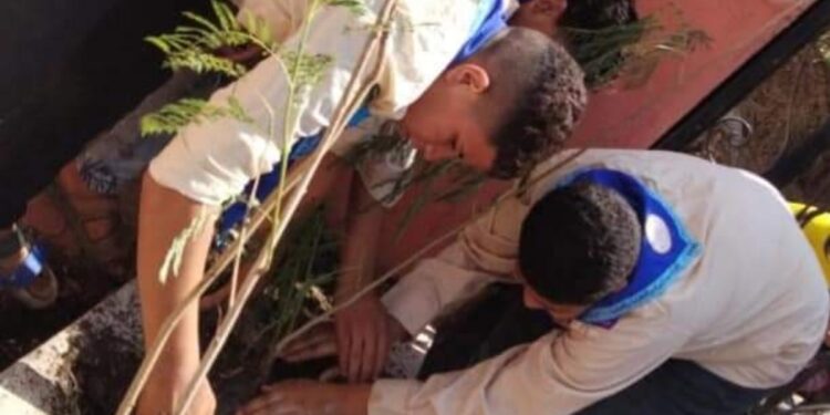 الشباب والرياضة بالغربية تنفذ مشروع زراعة الشجر