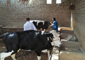 حمله للتحصين ضد الحمي القلاعيه وحمي ألوادي بالبحر الأحمر 