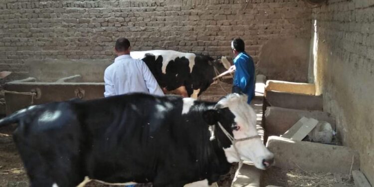 حمله للتحصين ضد الحمي القلاعيه وحمي ألوادي بالبحر الأحمر 