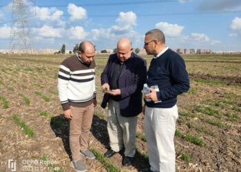“الزراعة” تتابع الحالة المرضية لزراعات القمح بكفر الشيخ فى إطار تفعيل غرفة عمليات متابعة المحصول