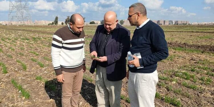 “الزراعة” تتابع الحالة المرضية لزراعات القمح بكفر الشيخ فى إطار تفعيل غرفة عمليات متابعة المحصول