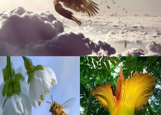 أزهار كاذبة