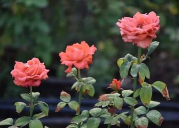 انسى احزانك