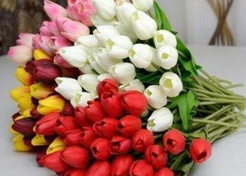 الايمان نصفان