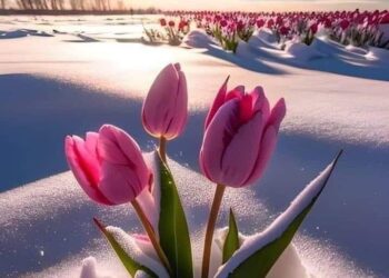 الحياة لحظة 