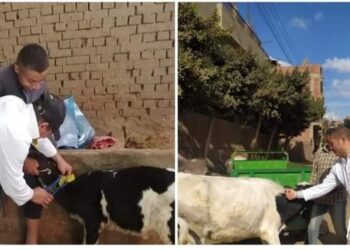 الغربية تبدأ في تحصين 266,545 حيوان ضد الحمى القلاعية والوادي المتصدع