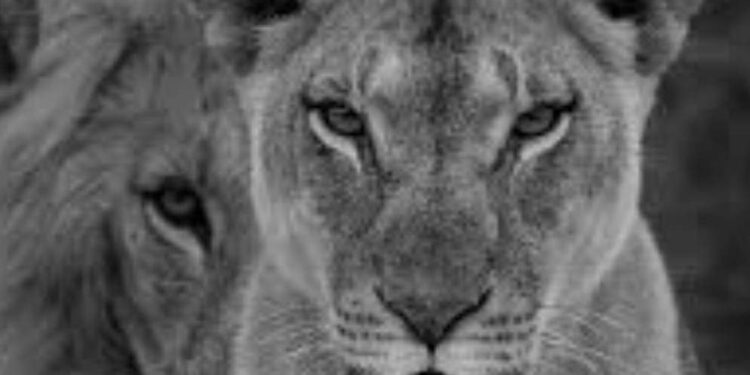 اللبؤة القائدة 