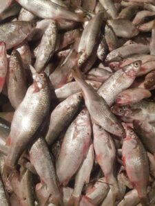ارتفاع أسعار الأسماك يشوي جيوب الدمياطة