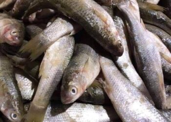 ارتفاع أسعار الأسماك يشوي جيوب الدمياطة
