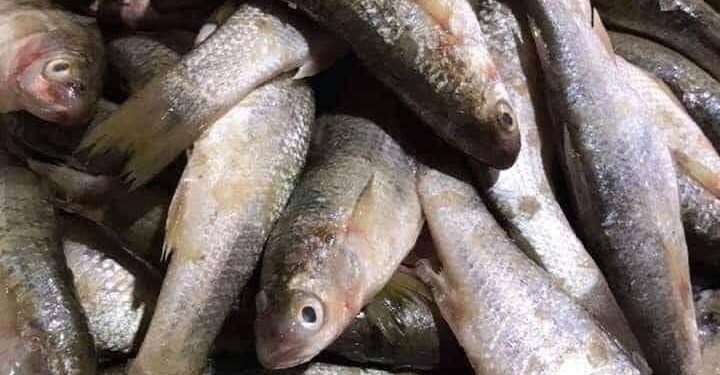 ارتفاع أسعار الأسماك يشوي جيوب الدمياطة