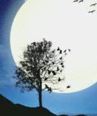 عزوبية للأبد