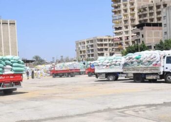 استمرار موسم توريد الذهب الأصفر بالغربية