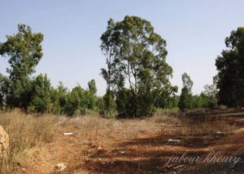 الرعاية متساوية