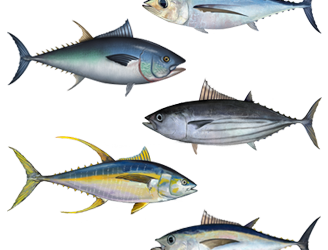 قبل أن تأكل التونة لابد أن تقرأ هذا الموضوع