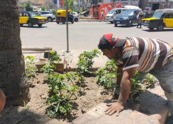 محافظ الإسكندرية يبادر بزراعه مئات الألاف من الأشجار