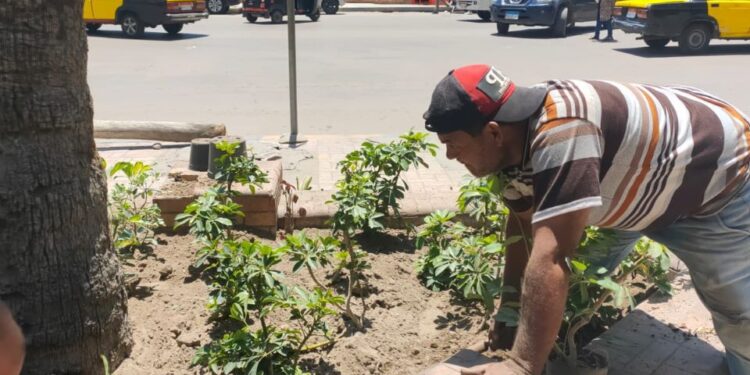 محافظ الإسكندرية يبادر بزراعه مئات الألاف من الأشجار