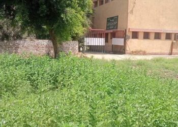 بالصور مدرسة بقنا…تحول الملعب إلا ارض لزراعة السمسم بعلم الإدارة التعليمية