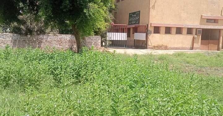بالصور مدرسة بقنا…تحول الملعب إلا ارض لزراعة السمسم بعلم الإدارة التعليمية