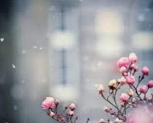 إن الحب سلاح ذو حدين