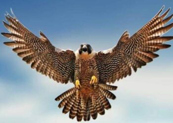 نسمات الحق تبشرنا