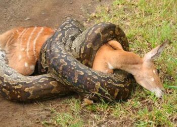 قصة حقيقية.. محامي بلا ضمير