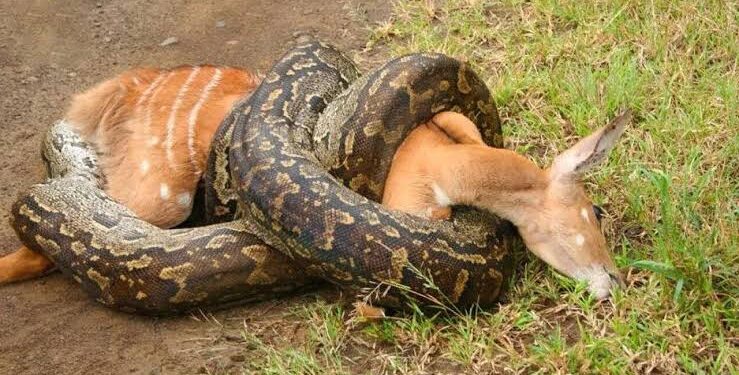 قصة حقيقية.. محامي بلا ضمير