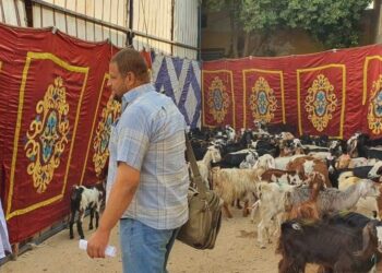 تسليم 433 رأس ماشية بمركزي مطاي وسمالوط بالمنيا 