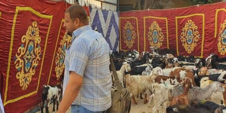 تسليم 433 رأس ماشية بمركزي مطاي وسمالوط بالمنيا 