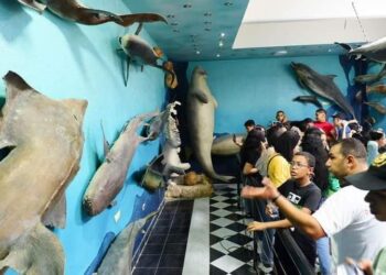 خلف يشارك الفوج الثاني من المعسكرات الصيفية بالغردقة جولتهم الحرة