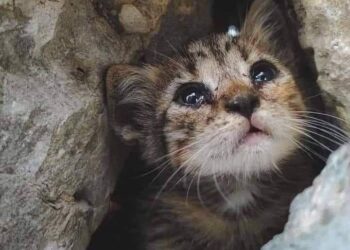 خيانة العهد