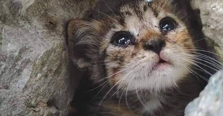 خيانة العهد