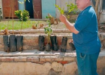 محافظ الإسكندرية يعلن عن زراعة نحو 260 ألف شجرة