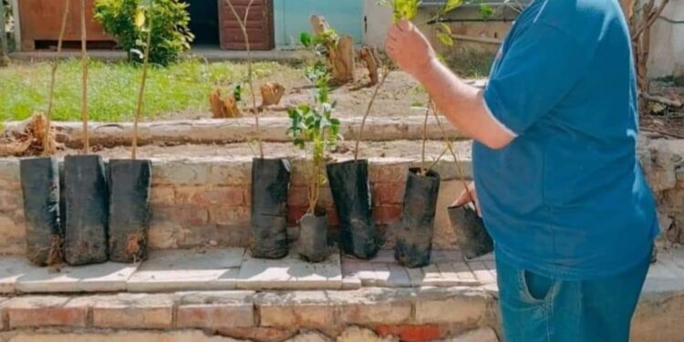 محافظ الإسكندرية يعلن عن زراعة نحو 260 ألف شجرة