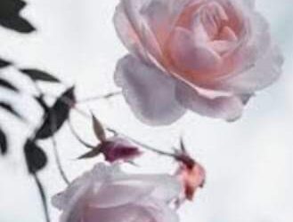 تمنيت لو تعود امي..ولكن!