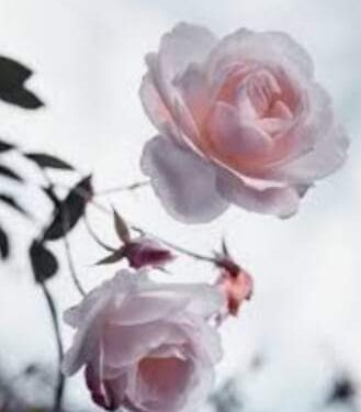 تمنيت لو تعود امي..ولكن!