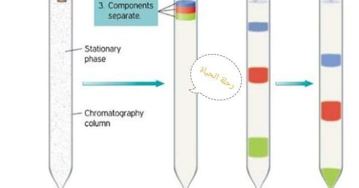 كروماتوغرافيا الحياة “الحب والتعلق”