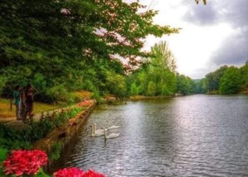 الحلم المستبد    