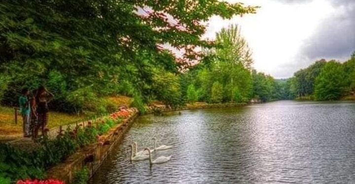 الحلم المستبد    