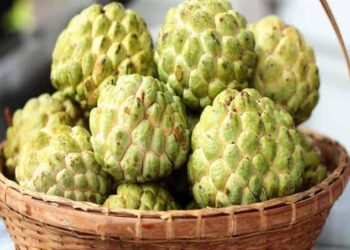 القشطة منجم الفيتامينات والمعادن.. هيا نتعرف على فوائدها 