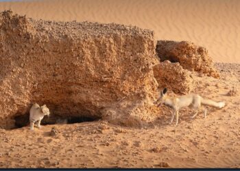 مصور يرصد صراعا بين ثعلب وقط رملي بالسعودية