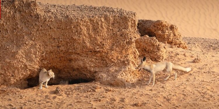 مصور يرصد صراعا بين ثعلب وقط رملي بالسعودية